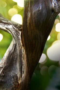 BULGARI Bvlgari Man Wood Essence -Parfum Élégance Promos Magasin bulgari bvlgari man wood essence eau de parfum pour homme 2