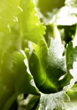 BULGARI Bvlgari Man Wood Essence -Parfum Élégance Promos Magasin bulgari bvlgari man wood essence eau de parfum pour homme 3