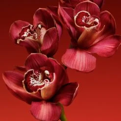 Calvin Klein My Euphoria -Parfum Élégance Promos Magasin calvin klein my euphoria eau de parfum pour femme 3