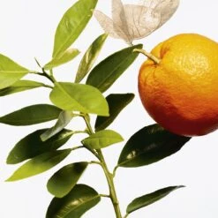 GOUTAL L’Ile Au Thé -Parfum Élégance Promos Magasin goutal lile au the eau de toilette mixte 2