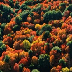 GUERLAIN Aqua Allegoria Rosa Palissandro Forte -Parfum Élégance Promos Magasin guerlain aqua allegoria rosa palissandro forte eau de parfum rechargeable pour femme 5