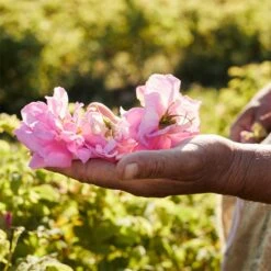 GUERLAIN Aqua Allegoria Rosa Rossa Harvest -Parfum Élégance Promos Magasin guerlain aqua allegoria rosa rossa harvest eau de toilette pour femme edition limitee 4