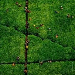 GUERLAIN Aqua Allegoria Rosa Rossa Harvest -Parfum Élégance Promos Magasin guerlain aqua allegoria rosa rossa harvest eau de toilette pour femme edition limitee 5