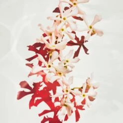 Hugo Boss BOSS Alive Parfum -Parfum Élégance Promos Magasin hugo boss boss alive parfum parfum pour femme 5