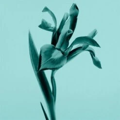 Tiffany & Co. Tiffany & Co. -Parfum Élégance Promos Magasin tiffany co tiffany co eau de parfum pour femme 2